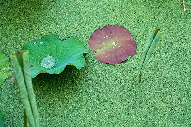 Switch会员游戏库新增GBA《火焰纹章》游戏 4月22日上线